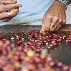 Coffee Processing Methods