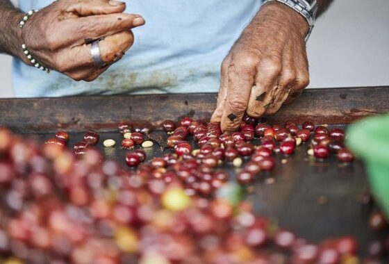 Coffee Processing Methods
