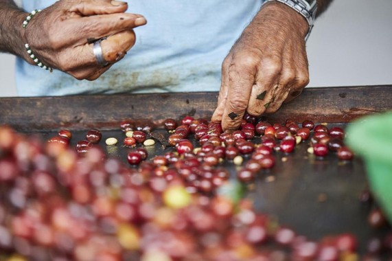 Coffee Processing Methods