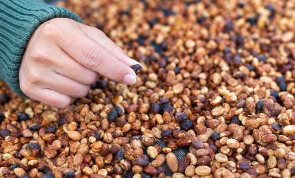 Honey Process Coffee Beans