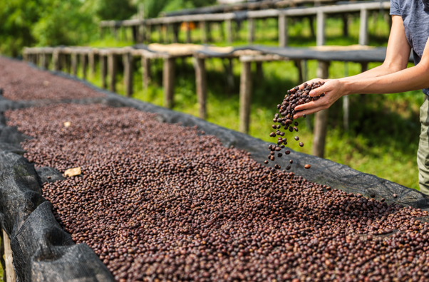 Natural Process Coffee Beans